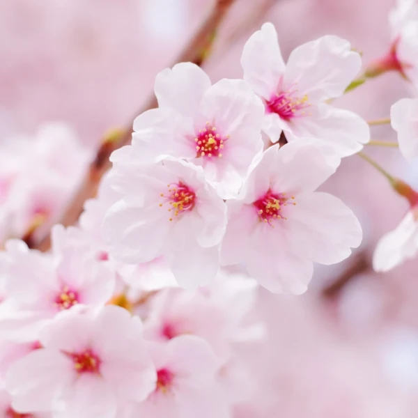 その他(準備中)